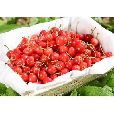 【果物王国 山形】たっぷり8回! 贅沢さがえ産 高級フルーツ8回定期便 ~華~ 100-B05