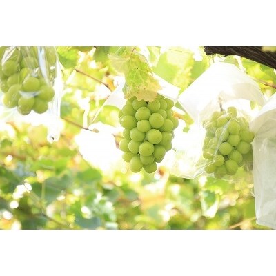 【果物王国 山形】たっぷり8回! 贅沢さがえ産 高級フルーツ8回定期便 ~華~ 100-B05
