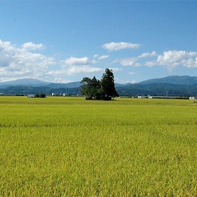計60kg! 2021年産お米定期便【12月・2月・4月 20kg×3回 上旬コース】山形産はえぬき