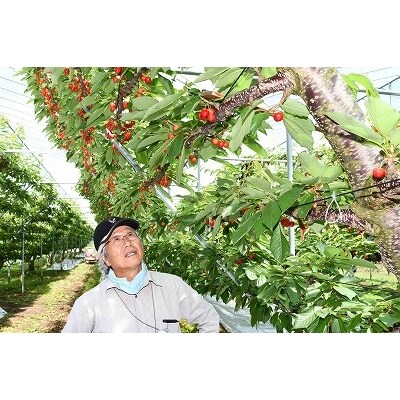 高品質さくらんぼ 佐藤錦 700g 秀品 Lサイズ以上 Y字栽培 数量限定 0 A19 お礼品詳細 ふるさと納税なら さとふる