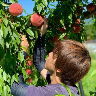 【ミネラル肥料栽培】硬めの白桃 2kg 秀品 品種おまかせ (5~9玉)山形県産 010-B63