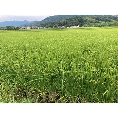 【2022年3月下旬発送】【令和3年産】「夢つくし」精米白米5kg×2袋