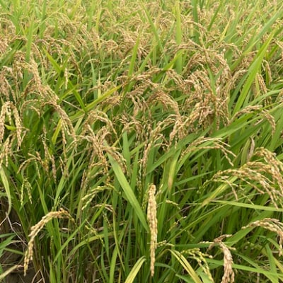 【2022年3月下旬発送】【令和3年産】「夢つくし」精米白米5kg×2袋