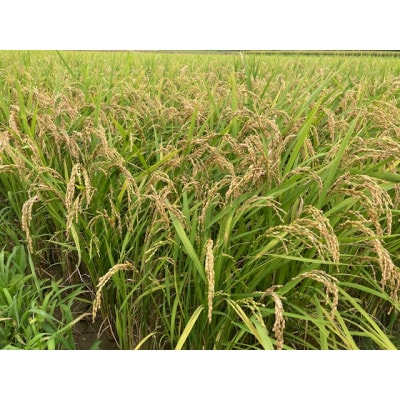 令和6年産 直方産夢つくし 精米(5kg×2袋)