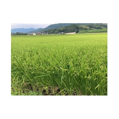 令和6年産 直方産夢つくし 精米(5kg×2袋)