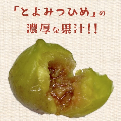 福岡県産「博多とよみつひめ」冷凍いちじく!合計3kg(直方市)
