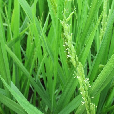 令和3年産 宮城白石産 ササニシキ 精米10kg