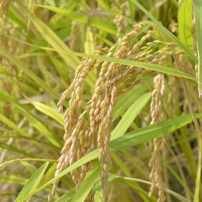 令和3年産 宮城県白石産 ササニシキ 玄米10kg | 宮城県白石市 令和3年産 宮城県白石産 ササニシキ 玄米10kg | 宮城県白石市