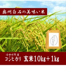 令和4年産 コシヒカリ 玄米10kg +1kg増量 玄米合計11kg