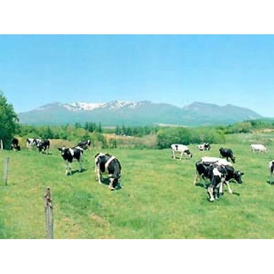 フロム蔵王　バニラアイスクリーム & どっさりフルーツアイス3種セット