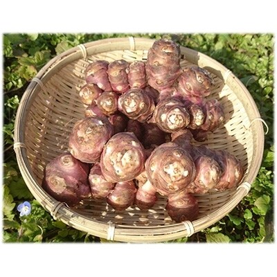 紅菊芋パウダー50g×3個セット