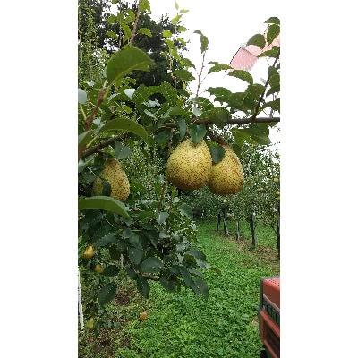 ゼネラルレクラーク　3kg