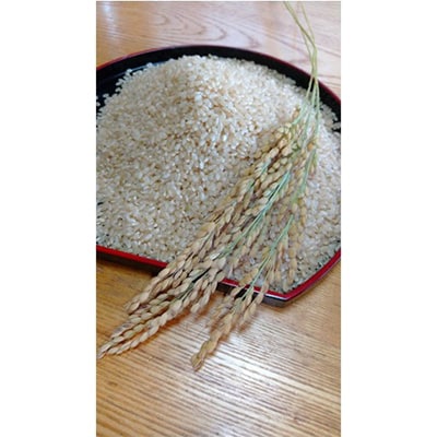 令和6年産　ひとめぼれ　玄米　10Kg