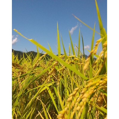 令和5年産　ひとめぼれ　精米　2Kg×2袋　と　季節のりんご　大玉2個