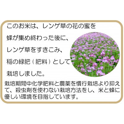 宮城県産 つきあかり(1等米) 無洗米 10kg×1袋