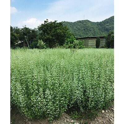 カラミントの咲くハーブ園から採取したニホンミツバチの蜂蜜 130g×1本