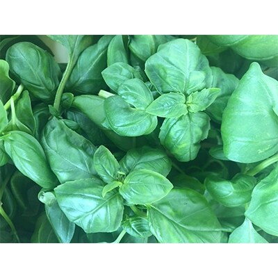 バイオバジルオイル270g　2本入り