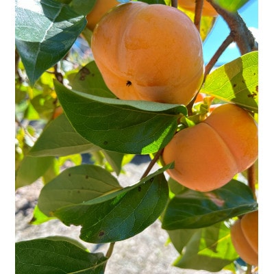 【令和8年先行予約】優しい農園　次郎柿　特選玉　5kg　20数玉目安　数量限定