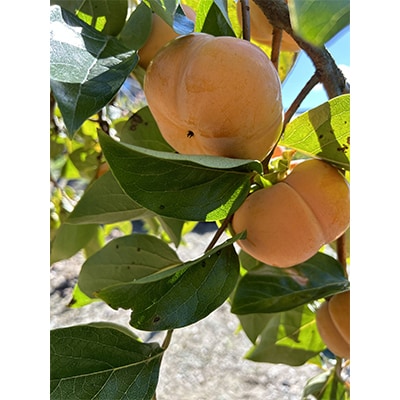 【令和8年先行予約】優しい農園　次郎柿　特選玉　5kg　20数玉目安　数量限定