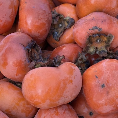 【令和8年先行予約】優しい農園　フードロス次郎柿　5kg　20数個～30数個目安　大きな傷等　訳あり