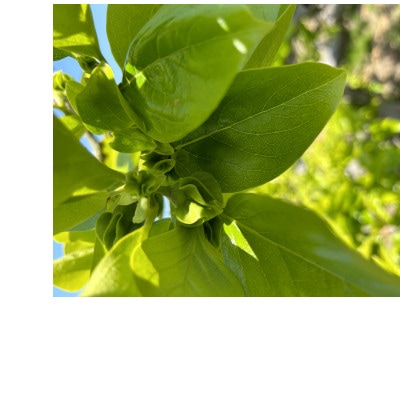 【令和8年先行予約】優しい農園　フードロス次郎柿　5kg　20数個～30数個目安　大きな傷等　訳あり