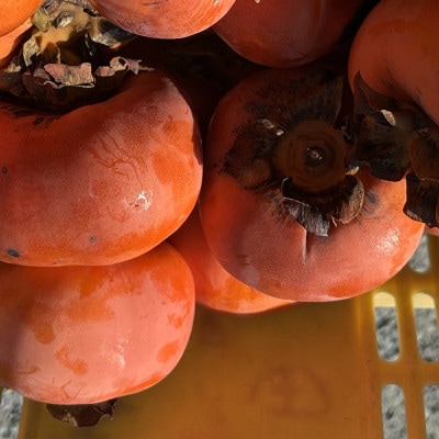 【令和8年先行予約】優しい農園　フードロス次郎柿　5kg　20数個～30数個目安　大きな傷等　訳あり