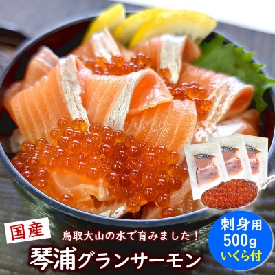 国産とっとり琴浦グランサーモン刺身用500g いくら付 訳あり 小分け個包装で便利・薬剤未使用で安心