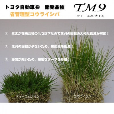 【2026年3月以降順次発送】芝生(省管理型コウライ芝　TM9ティーエムナイン)2束セット※2平米分
