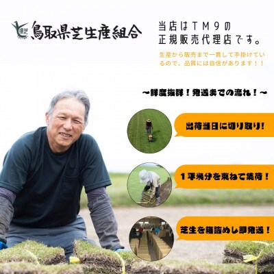 【2026年3月以降順次発送】芝生(省管理型コウライ芝　TM9ティーエムナイン)2束セット※2平米分
