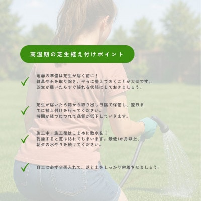 【2026年3月以降順次発送】芝生(省管理型コウライ芝　TM9ティーエムナイン)2束セット※2平米分