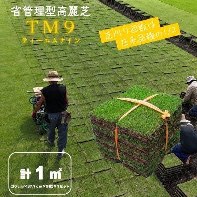 芝生(省管理型コウライ芝　TM9ティーエムナイン)1束※1平米分