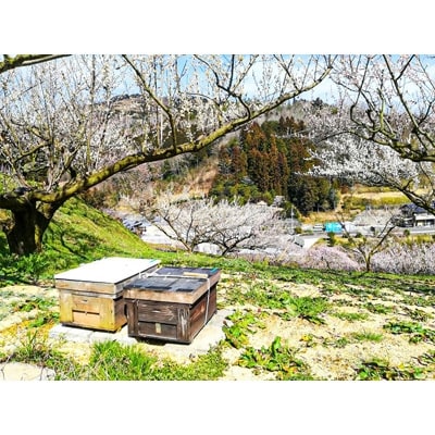 【阿波産】”天然”影山のはちみつ チューブタイプ500g×1本