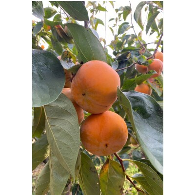 贈答用富有柿　3L約3kg