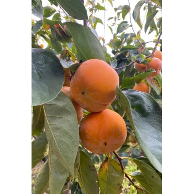 贈答用富有柿　2L約3kg