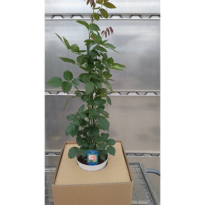 薔薇の大苗　ピエールドゥロンサール　1鉢