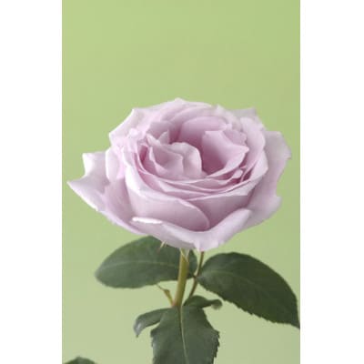 薔薇の苗木　ブルームーン