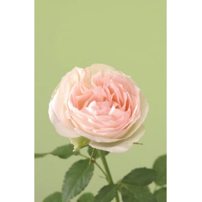 薔薇の大苗　ピエールドゥロンサール　1鉢