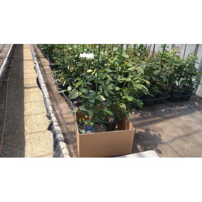 中輪四季咲き接ぎ木苗ミックス2鉢