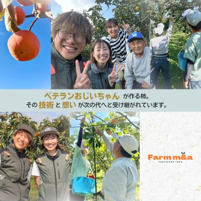 梨のようなサクサク食感!【太秋柿】3L×10個 秀品 岐阜県 大野町 (2025年10月中旬～発送)