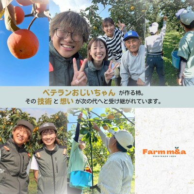 梨のようなサクサク食感! 【太秋柿】 4L×5個 秀品 岐阜県 大野町(2025年10月中旬～発送)