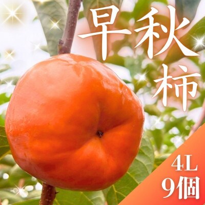 真っ赤で大きくて甘い!【早秋柿】 4L×9個 秀品 岐阜県 大野町　(2025年10月中旬～発送)