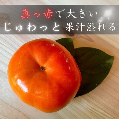 真っ赤で大きくて甘い!【早秋柿】 4L×9個 秀品 岐阜県 大野町　(2025年10月中旬～発送)