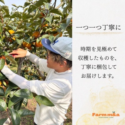 真っ赤で大きくて甘い!【早秋柿】 4L×9個 秀品 岐阜県 大野町　(2025年10月中旬～発送)