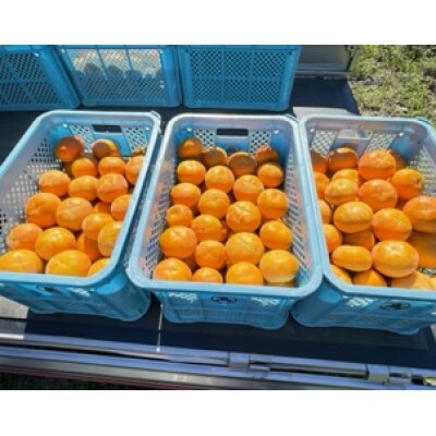 岐阜県大野町産 富有柿 採れたて産地直送　「贈答品」2Lサイズ12個入