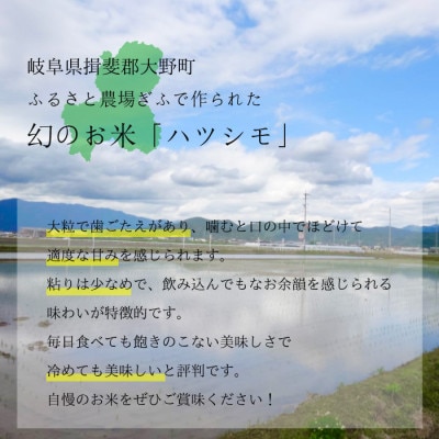 令和5年産 岐阜県産 無洗米 はつしも 5kg