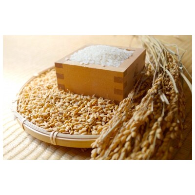 【令和3年産】八重の穂 10kg(5kg×2袋)/(精米)