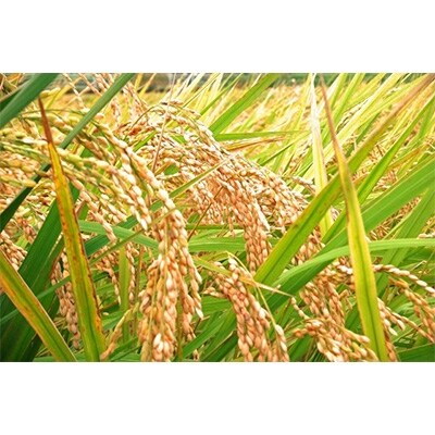 【令和元年産】八重の穂 30kg
