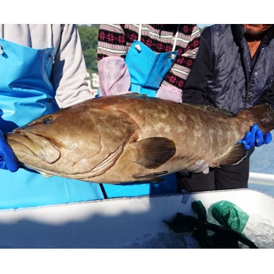 よか魚長崎産天然クエ鍋