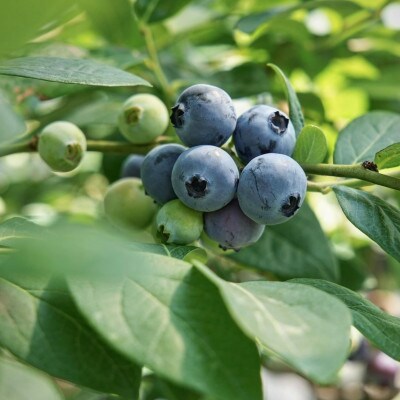 冷凍ブルーベリー「あいあいの雫」約300g×4