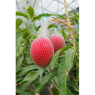 長崎県佐世保産　鉢植えプリンセスマンゴー　2L×2玉
